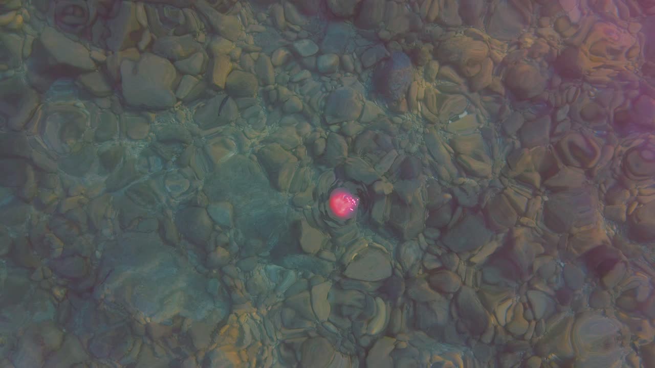 experimente la majestuosa vista de una hermosa medusa que se abre camino con gracia a través de las aguas cristalinas.