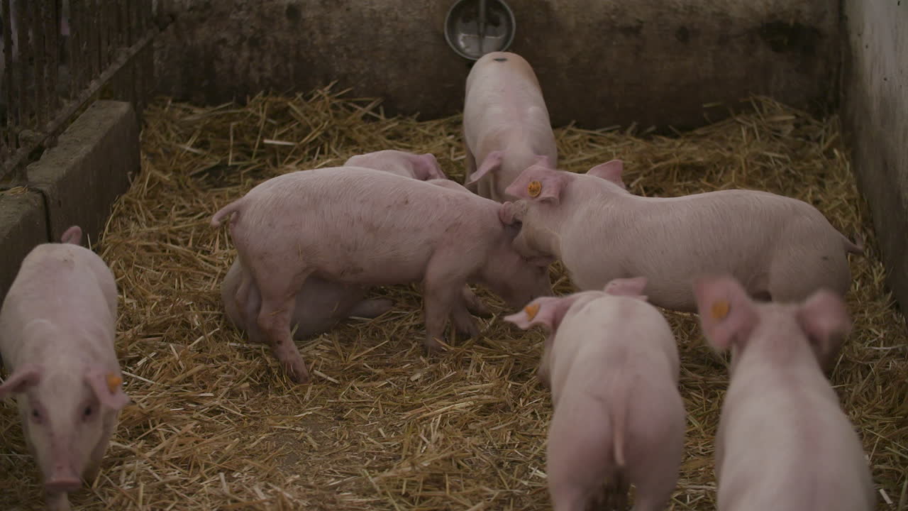 축산 농장의 새끼 돼지 6