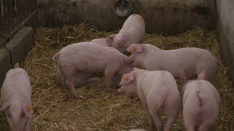 pigs piglets on livestock farm 6