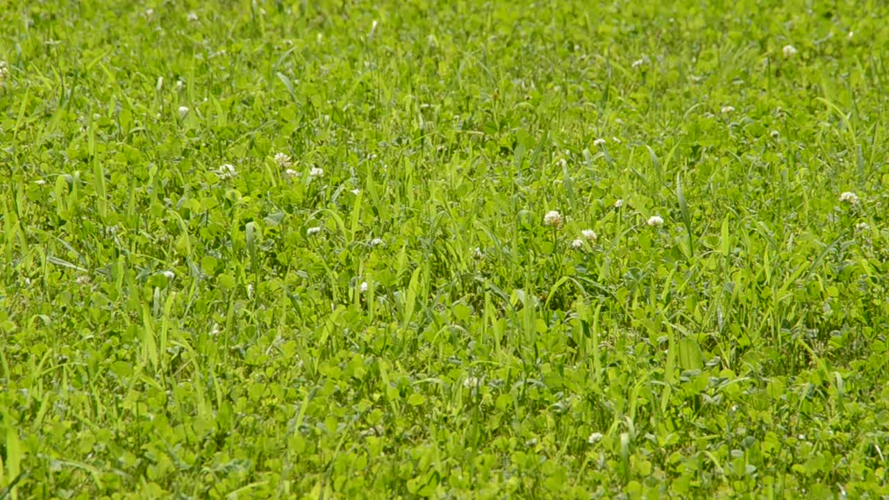 Texture di sfondo erba verde dritta