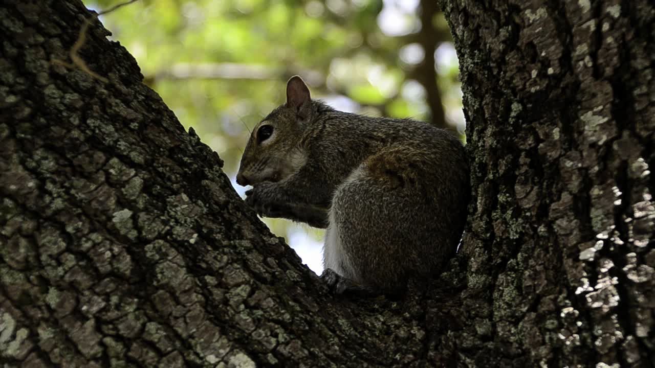 ardilla listada comiendo nuez en el árbol