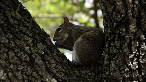 Ardilla-Listada-Comiendo-Nuez-En-El-árbol