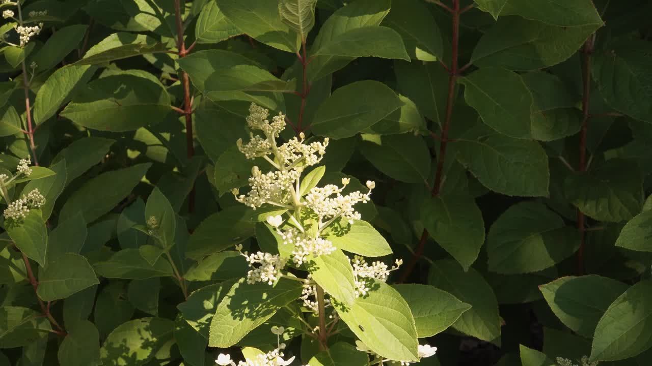 Close-up of White Hydrangea Flowers and Green Leaves