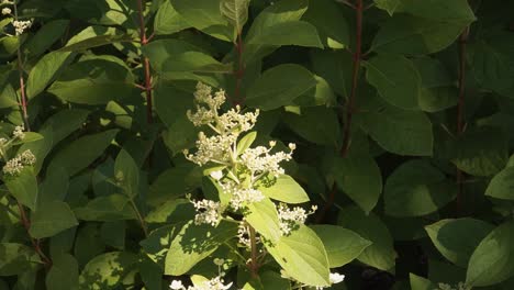close-up of white hydrangea flowers and green leaves