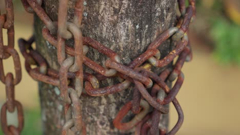 surface rust covered links, serial chain assembly, ageing wooden trunk