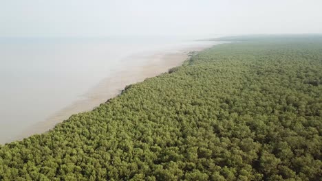 Aerial-view-mangrove-trees-near-coastal-at-Penang,-Malaysia.