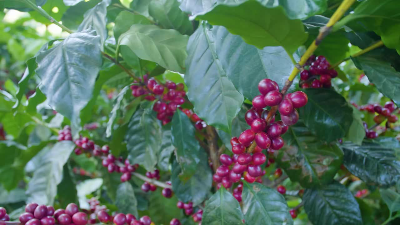 una planta de café llena de granos de café maduros rojos en un campo ventoso