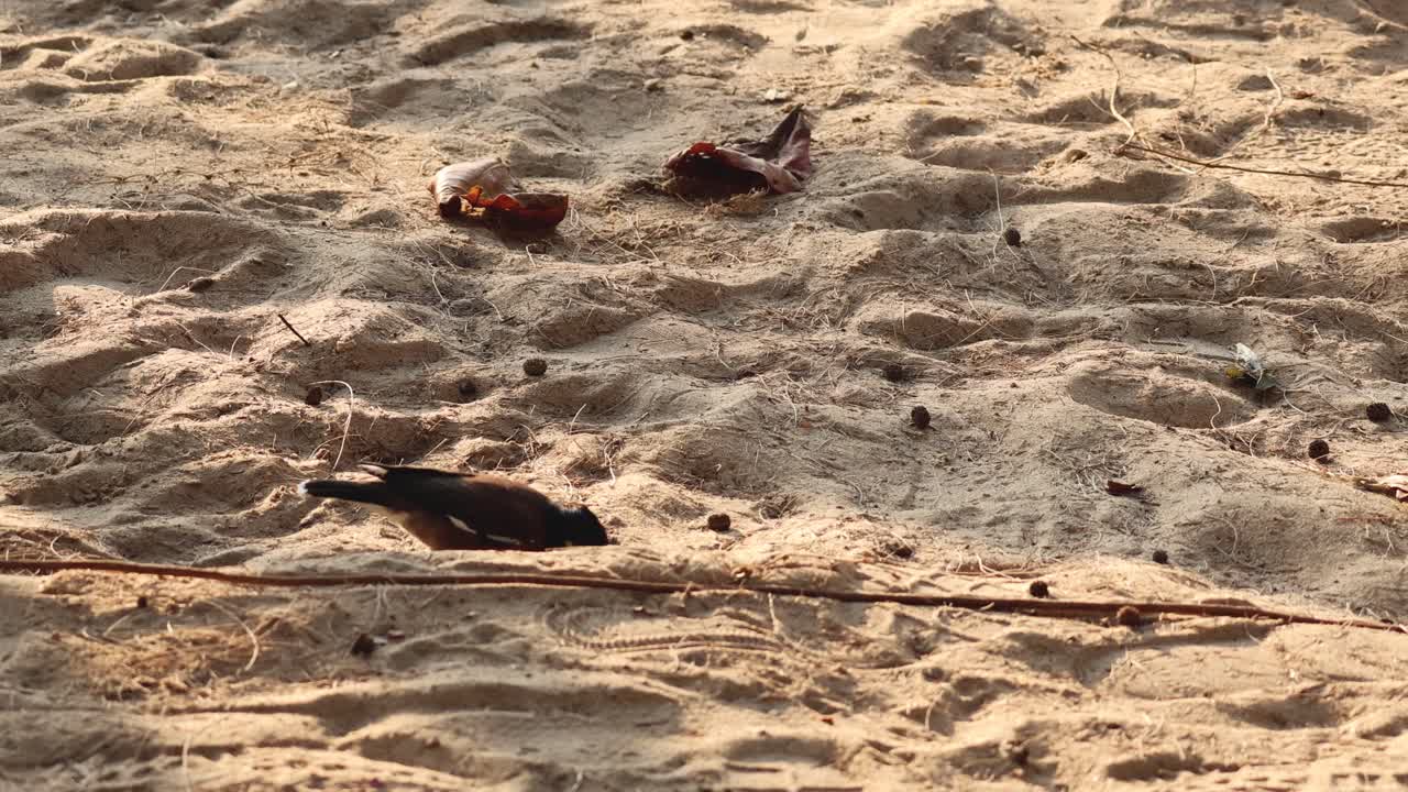 새가 모래 해변을 고 고 있습니다.