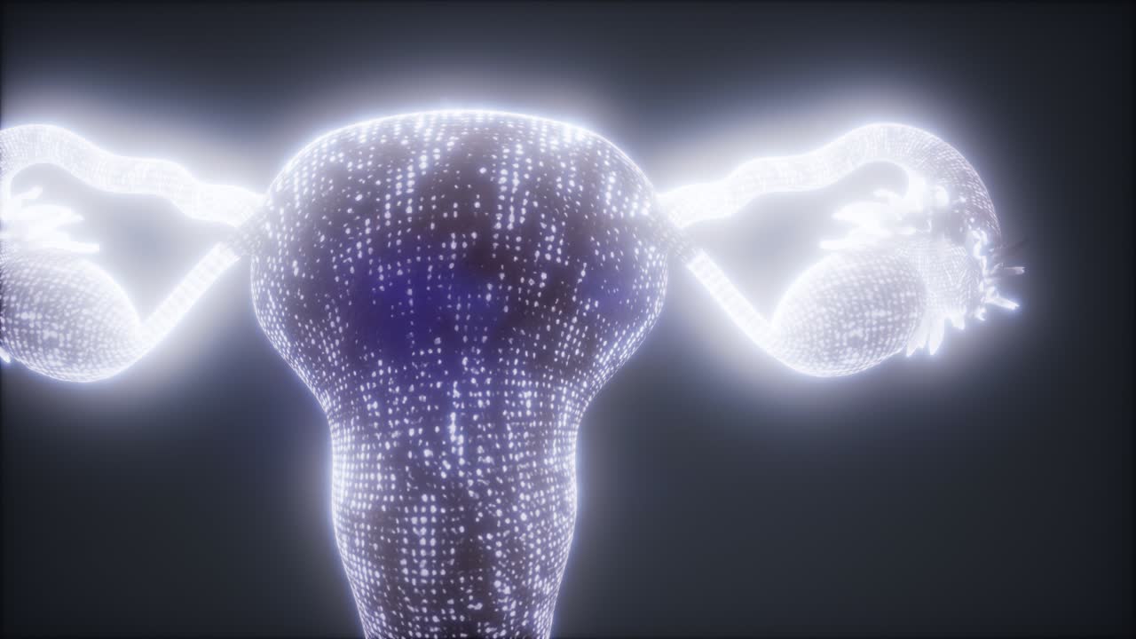 anatomía del sistema reproductivo femenino