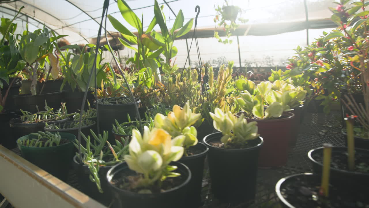 Potted plants thriving in sunlight at greenhouse nursery, showcasing lush greenery