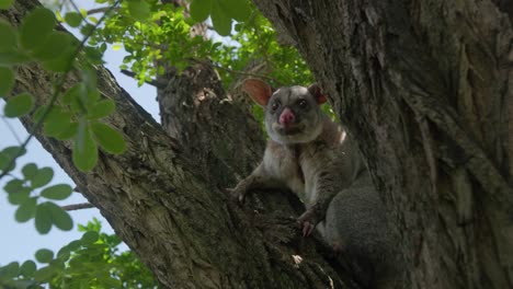 Erwachsener-Pinselschwanzpossum-Sitzt-Im-Baum-In-Zeitlupe-Bei-Tageslicht