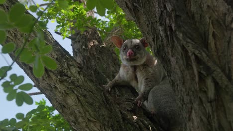 adult brushtail possum sitting in tree in daylight slow motion