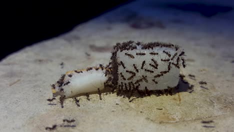 tiny ants feeding on sugar and coconut