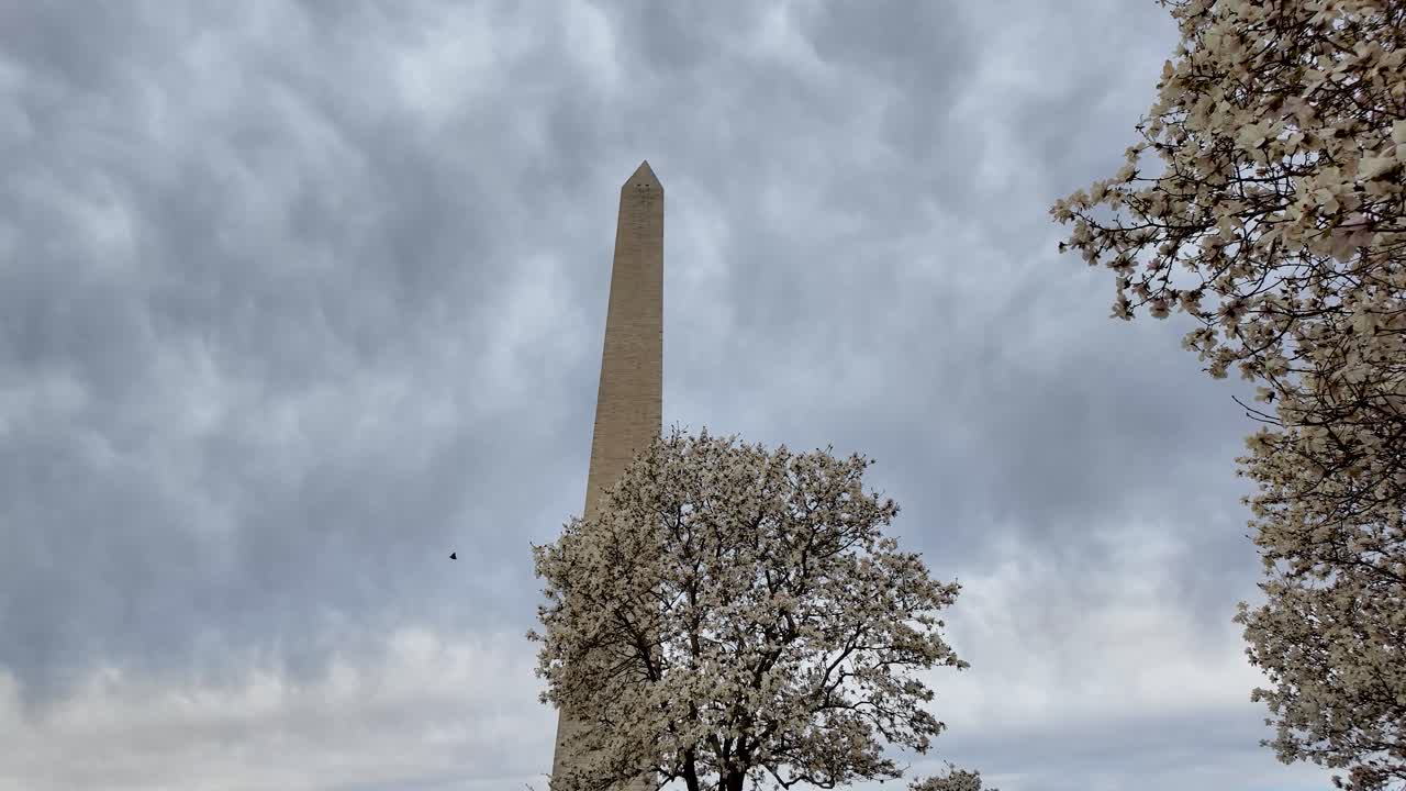 Cherry blossoms and low angle view of Washington Monument against cloudy sky, Washington DC