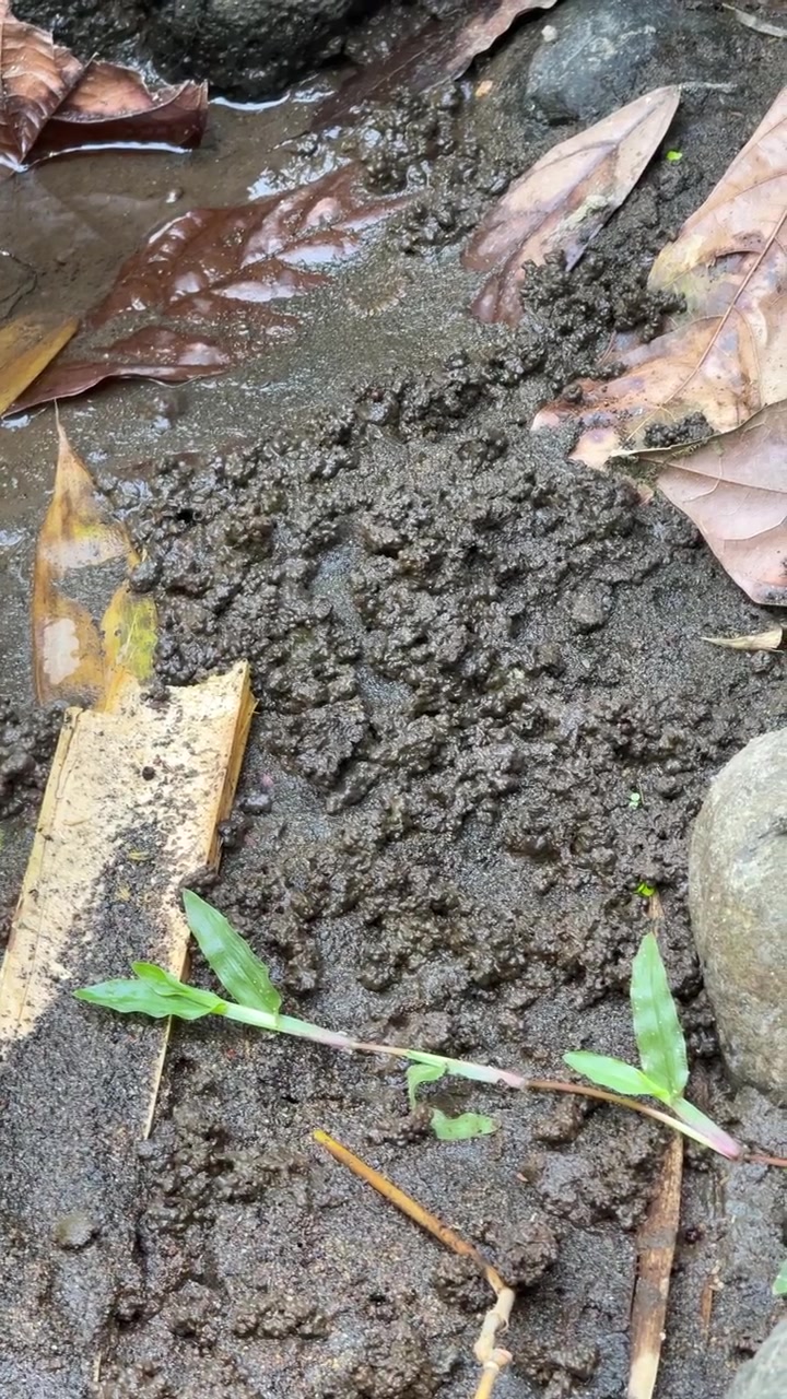 Ants Crawling on Wet Muddy Ground