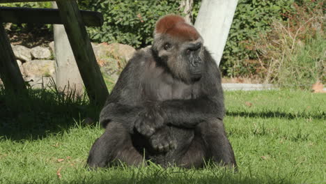 a gorilla sitting alone in the grass at a zoo