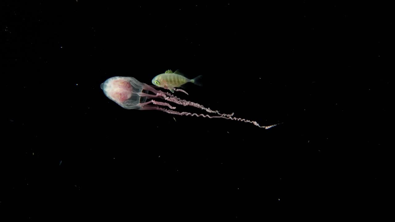 Juvenile jack swimming along side of a pink jellyfish at night in the Blackwater