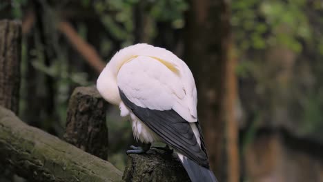 pied imperial pigeon perched on gain cleaning his feathers