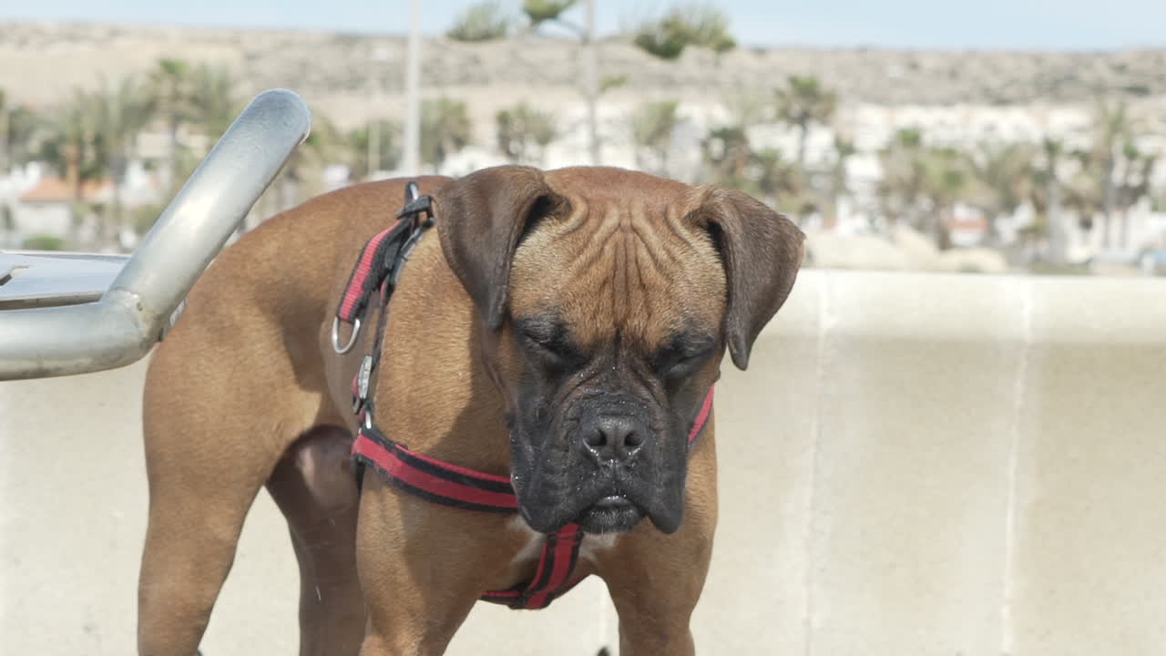 Boxer dog shaking off water, slow motion