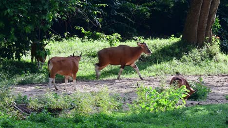 Bantengs-At-Huai-Kha-Khaeng-Wildlife-Sanctuary-walking-on-a-dry-river-bed,-and-individual-spooked,-runs-to-the-right-of-the-frame,-In-Thailand-On-A-Sunny-Day---wide-shot