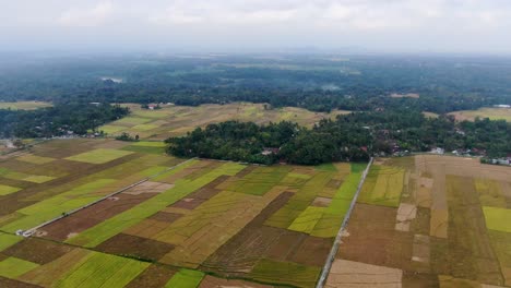 Vast-landscape-of-forest-and-rice-fields,-high-angle-drone-view