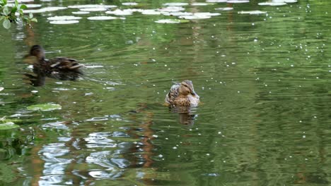 ducks swimming in a pond. close up shot