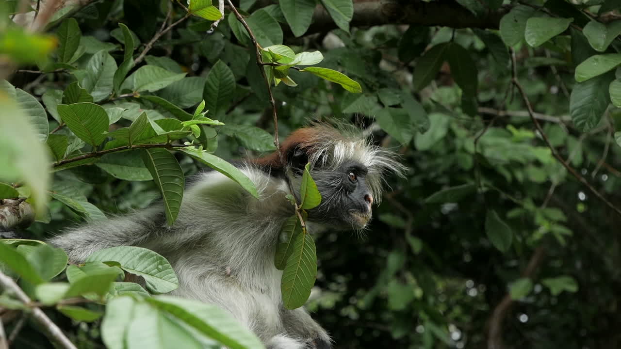 un mono se sienta en un árbol en tanzania zanzíbar áfrica