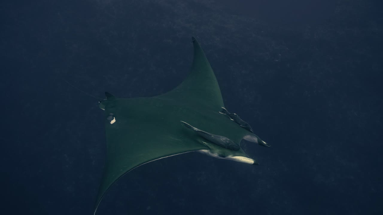 큰 쥐가오리는 다이버 아래에서 대서양을 슬로우 모션으로 헤엄친다