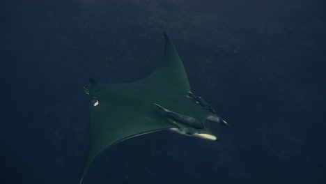 large manta ray swims through the atlantic ocean under diver in slow motion