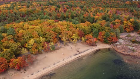 aerial drone shot tilting down revealing a secluded natural sandy beach surrounded by beautiful autumn colored trees as the seasons change, canada