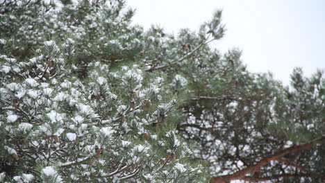 snow covered pine tree branches - close up