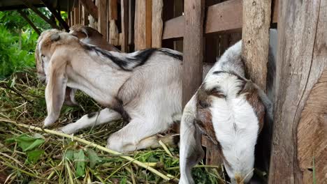 several goats in the pen are eating grass