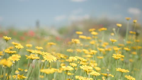 Nature-scene-with-blooming-yellow-flowers-in-summer