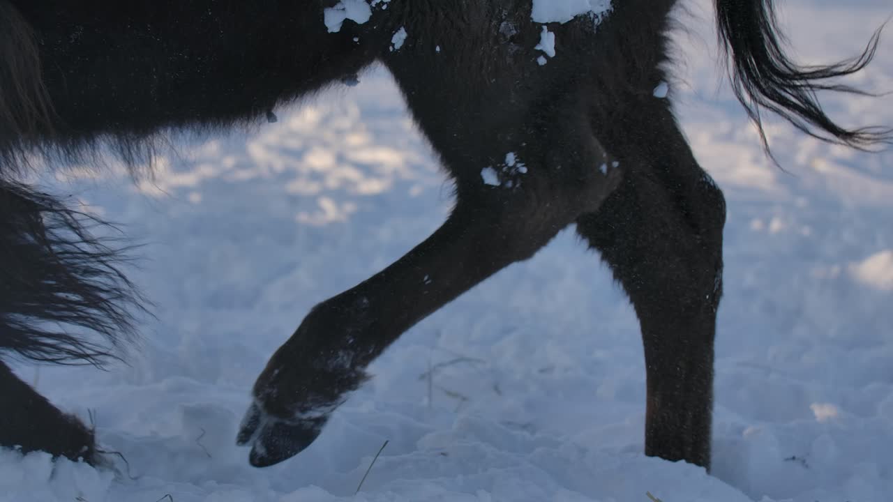 bisonte sobreviviendo al duro invierno en cámara súper lenta