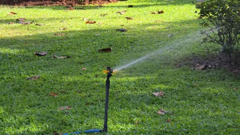 watering the lawn with a sprinkler