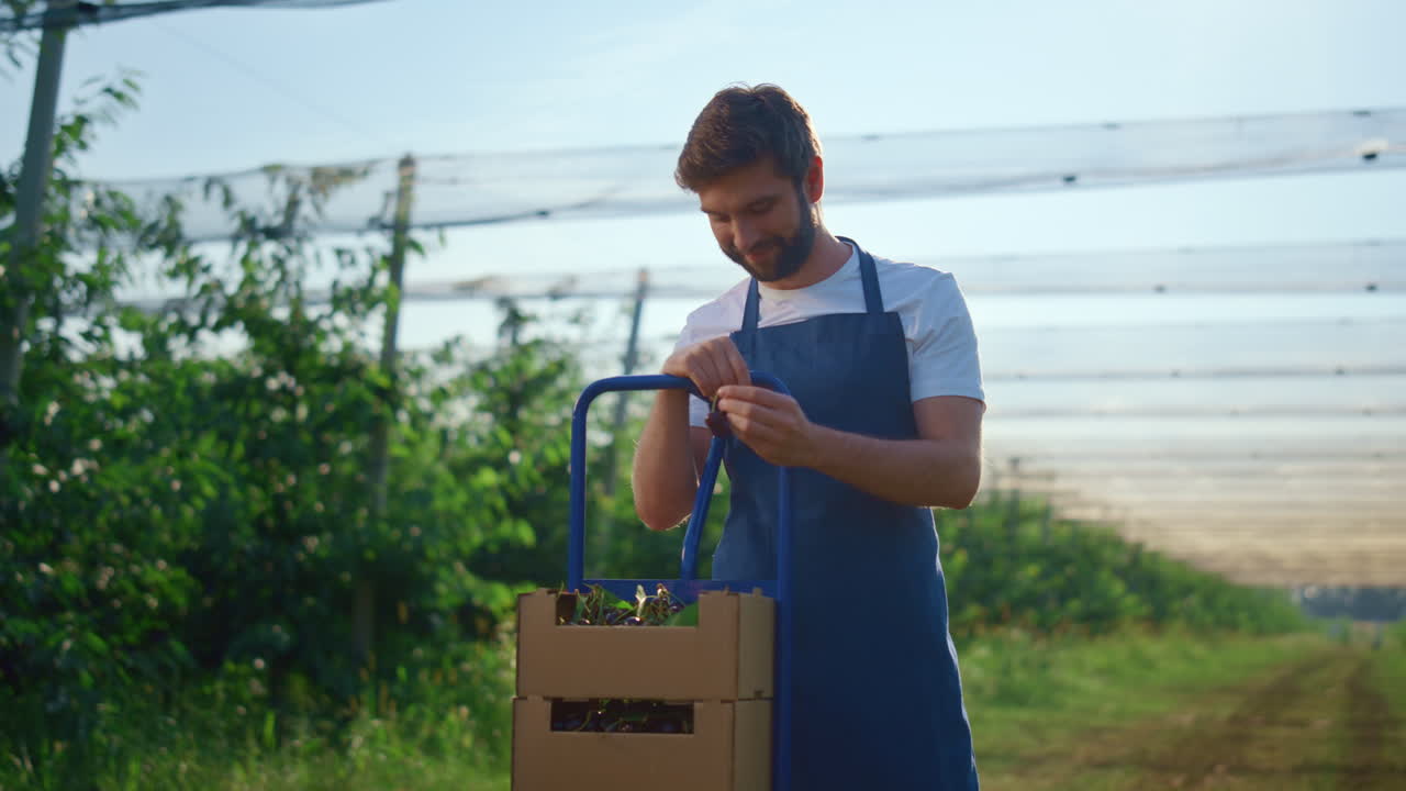 agrónomo que sostiene una cereza en una granja moderna. hombre sonriente muestra la cosecha de bayas.