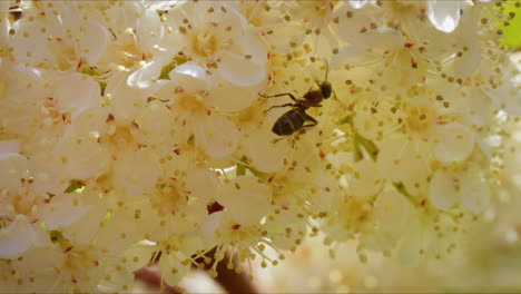 hormiga en la flor de fotinia de punta roja