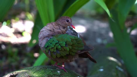 Close-up-shot-of-a-emerald-dove,-chalcophaps-indica-standing-on-a-rock,-preening-and-cleaning-its-beautiful-green-wing-feathers-with-its-sharp-coral-red-bill-in-the-forest-ground