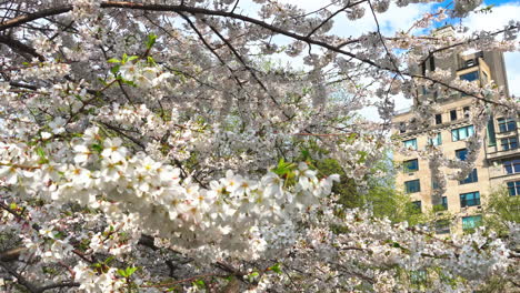 central park provides a peaceful escape from bustling manhattan