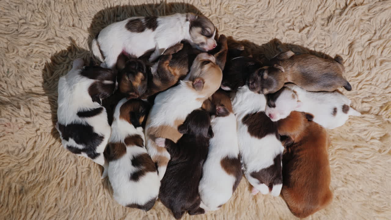 un grupo de cachorros recién nacidos duermen dulcemente uno al lado del otro