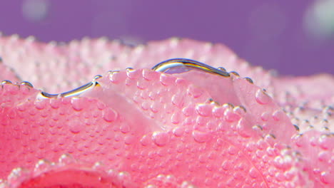 pink rose petals covered in bubbles