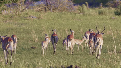 panning telephoto shot of an impala breeding group in the grassland plains of botswana