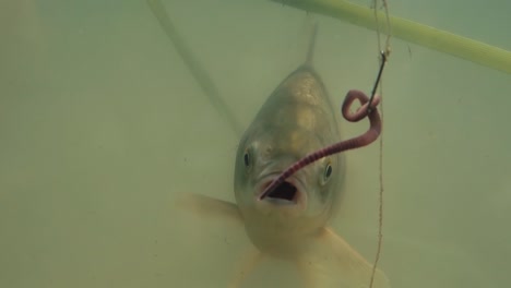 fish swims near the bait but does not eat