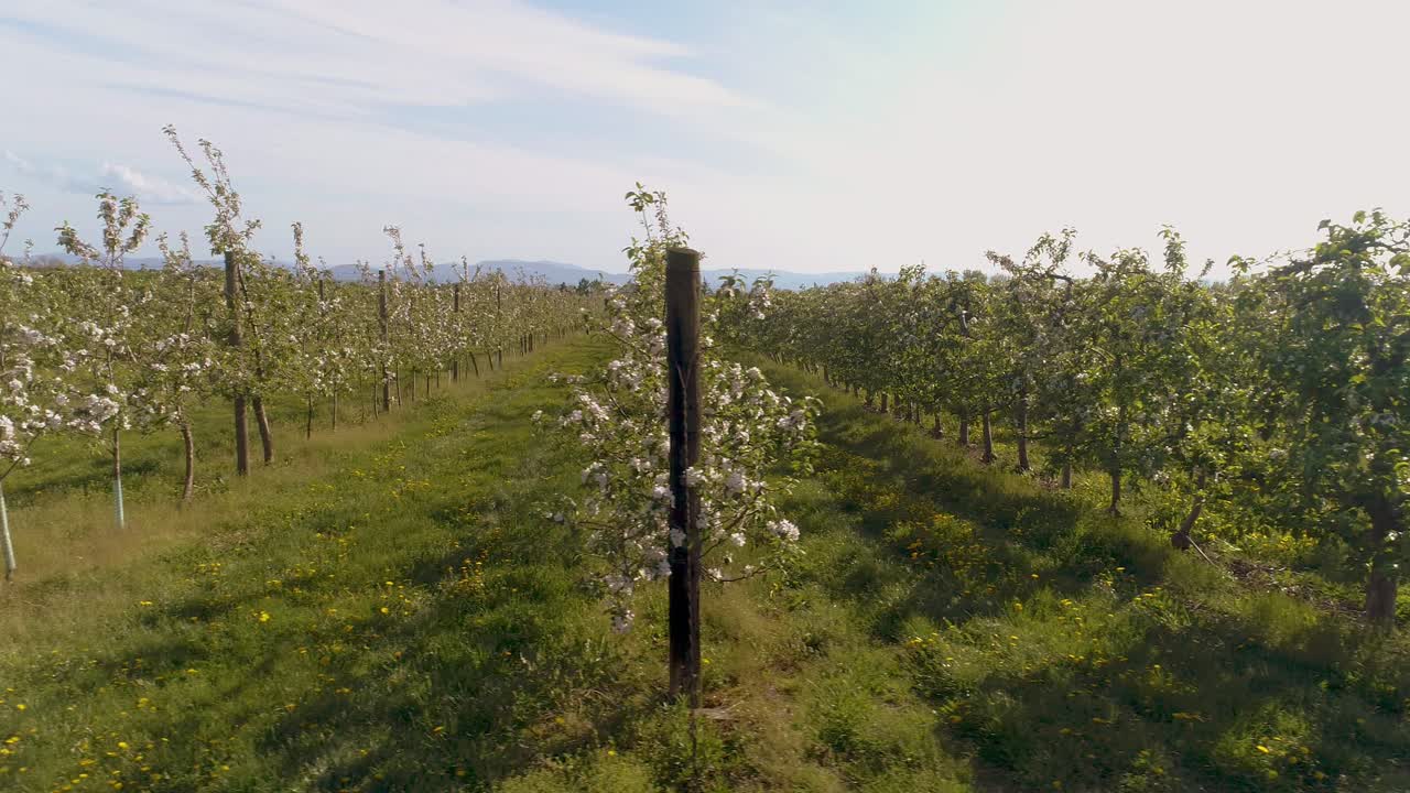 Apple Orchard In August Aerial Shoot 2