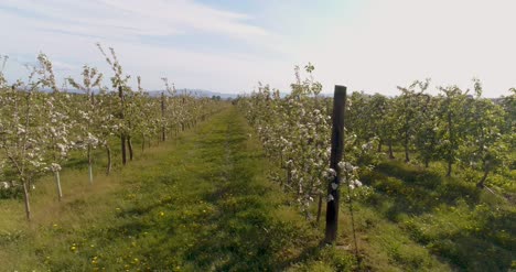 huerto de manzanas en agosto tiro aéreo 2