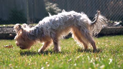 ángulo lateral de la pequeña hembra yorkie masticando hierba