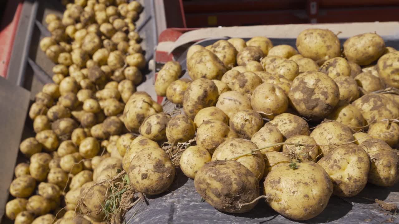 las patatas sucias y polvorientas se derraman en la cinta transportadora.