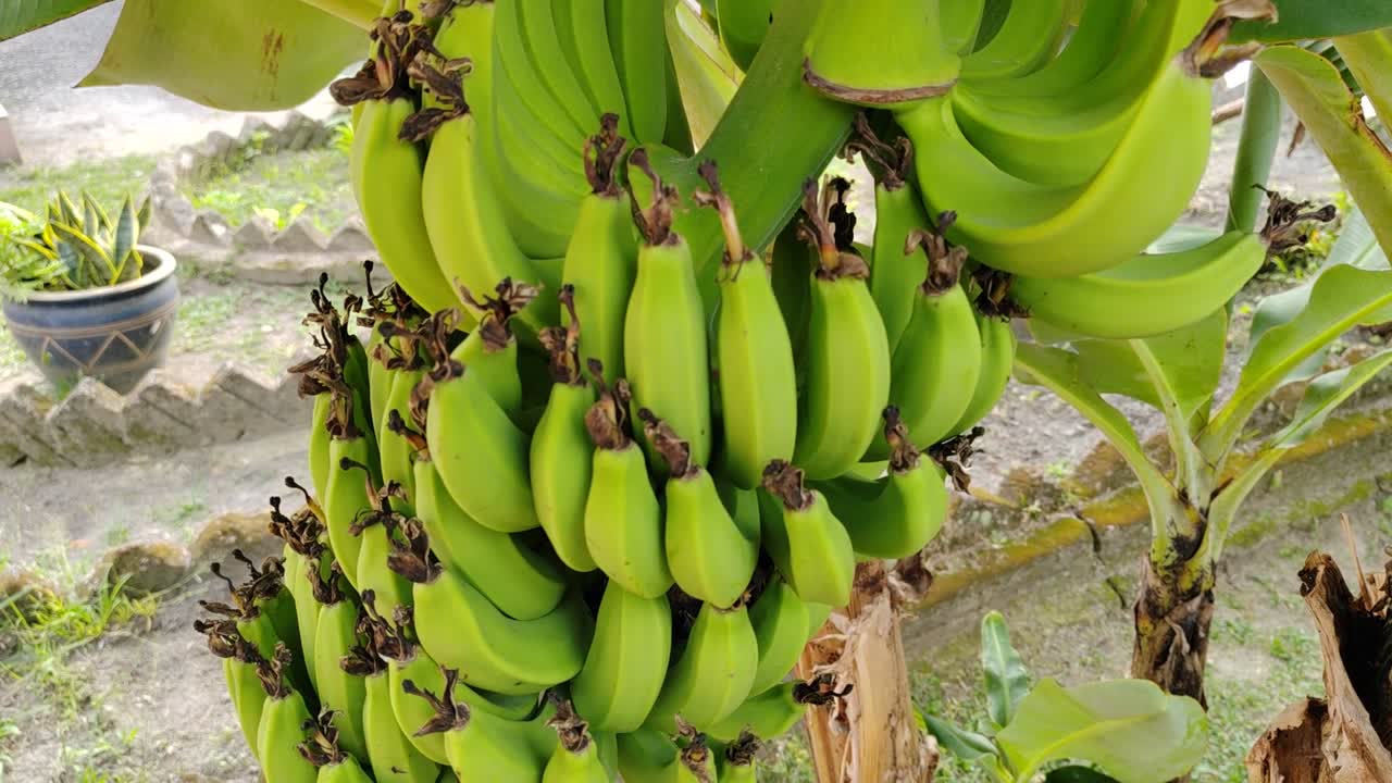 Unripe bananas still on the tree. These mature green bananas show the stages of fruit development before they are ready for harvest