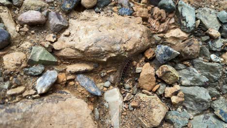 exploring the fascinating interactions of nature: close-up of a rocky terrain featuring various stones and insects interacting within their natural habitat