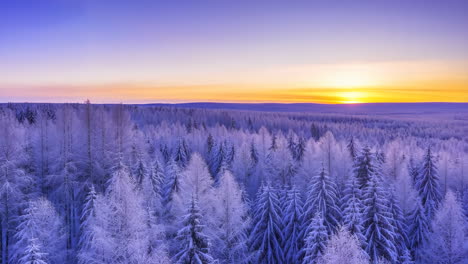 Vast Snowy Forest Landscape at Dawn